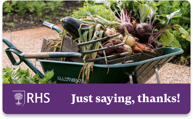 Harvesting Vegetables