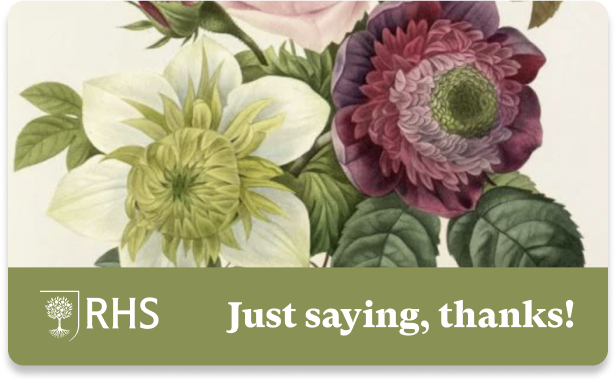 Heritage Anemone and  Clematis