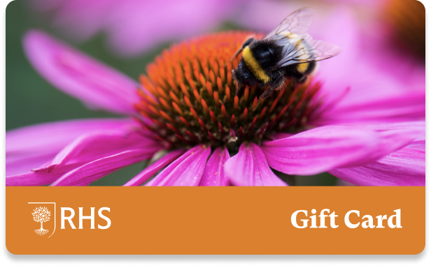 Echinacea  With Bee